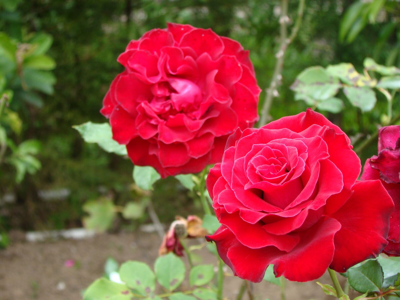 Sony Cyber-shot DSC-H50 sample photo. Rosa, black prince, background photography