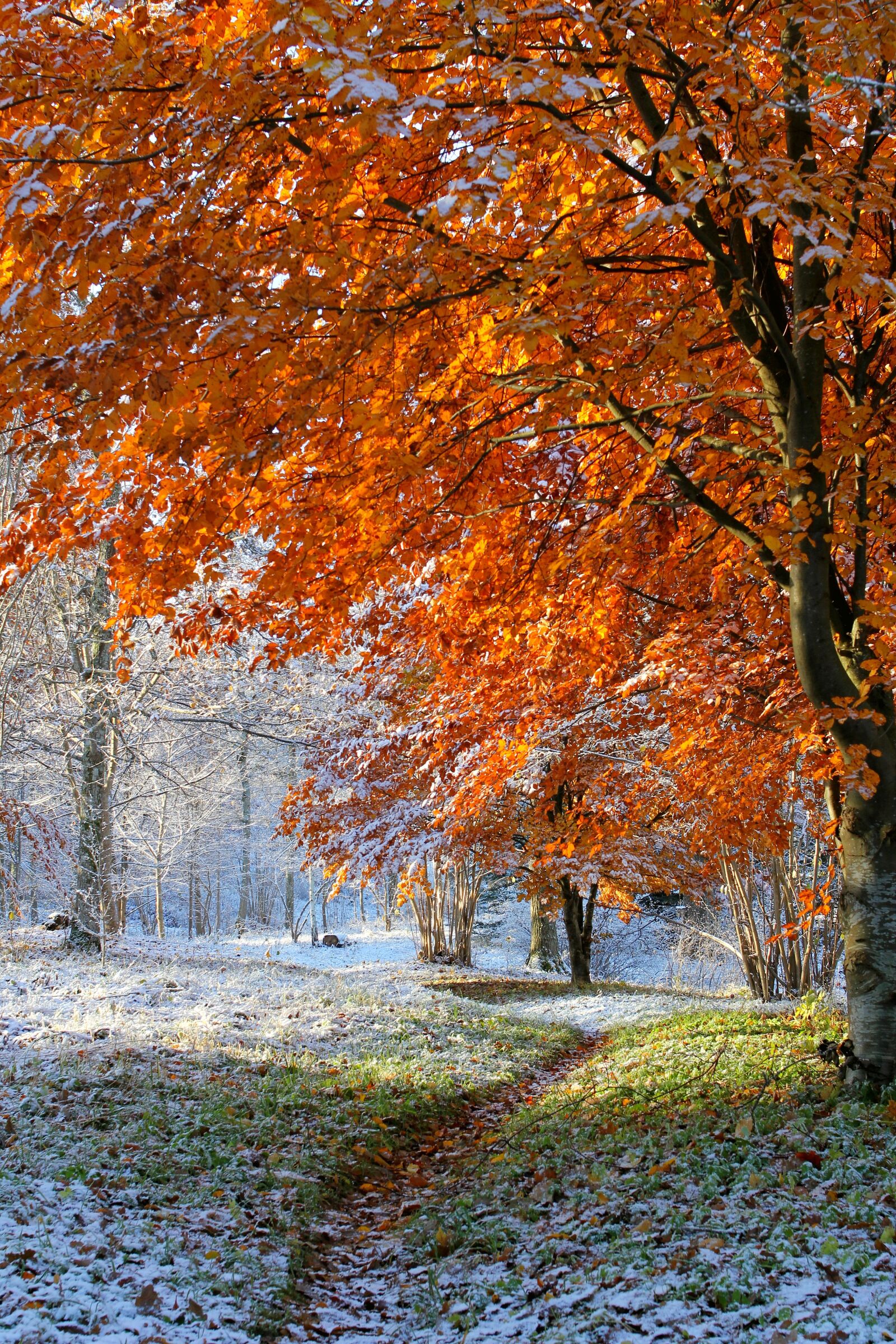 Canon EOS 60D sample photo. Nature, seasons, autumn photography