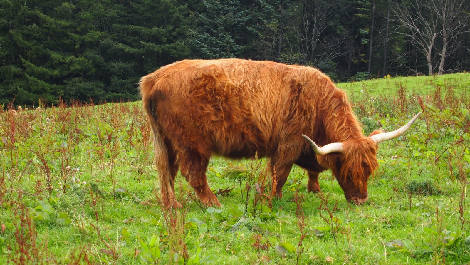 Olympus PEN E-PL1 sample photo. Cow, scotland, animal photography