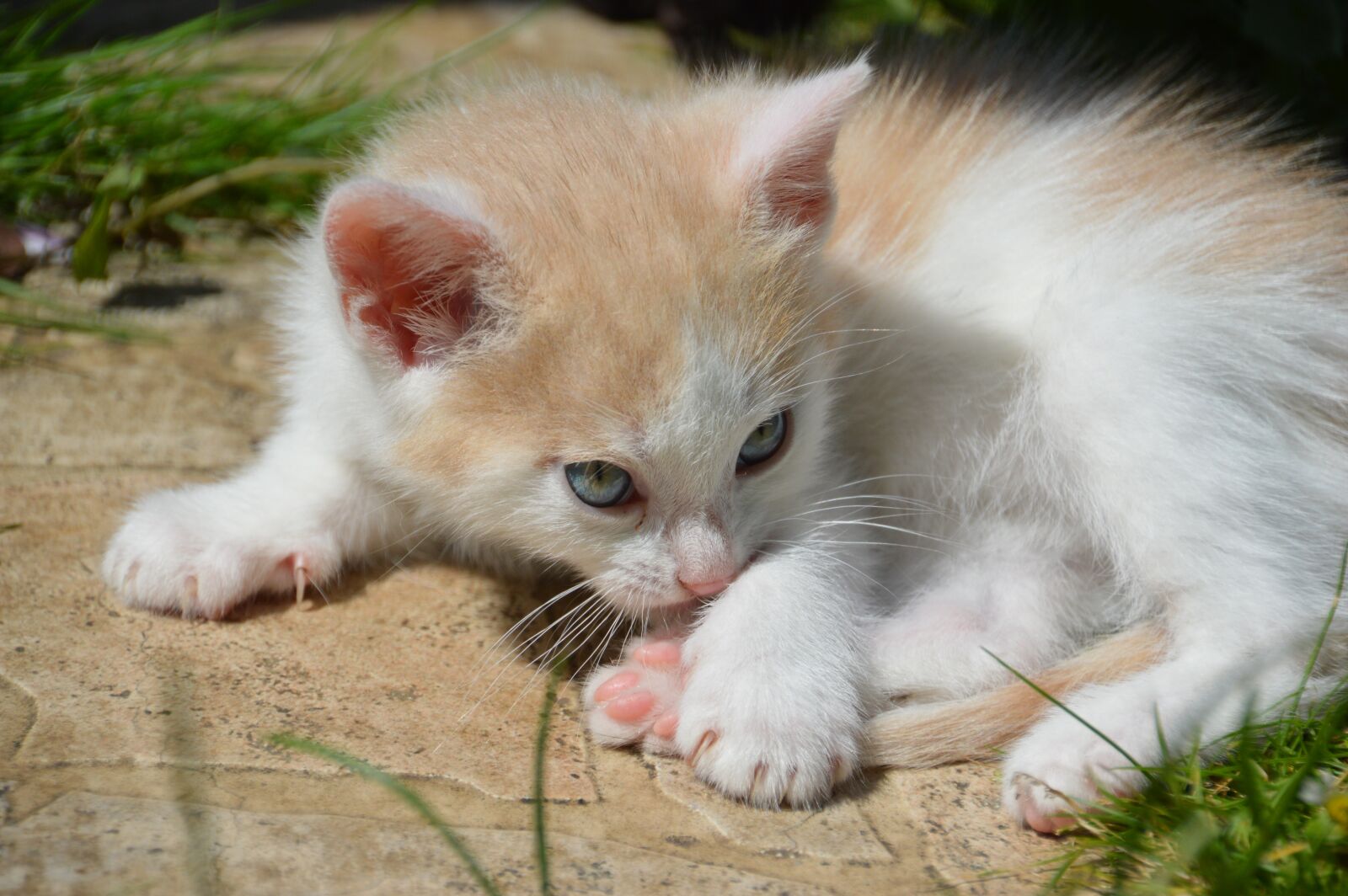 Nikon D3200 sample photo. Kitten, cat, feline photography
