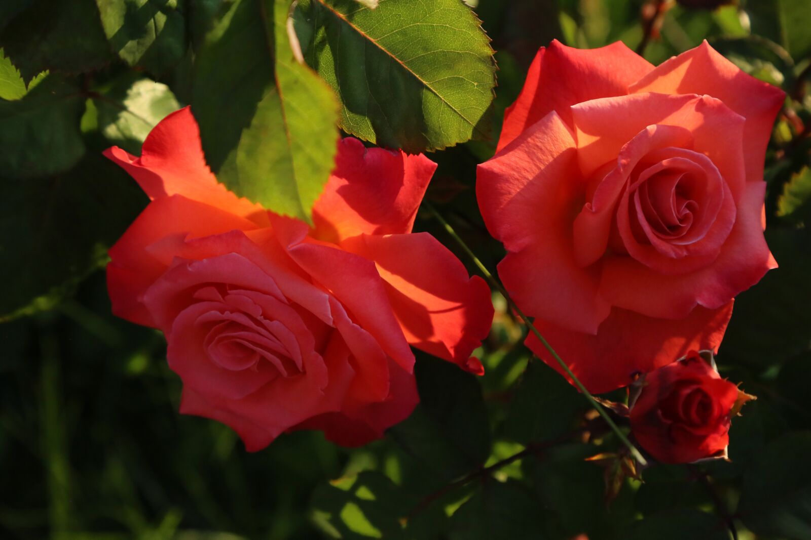 Canon EF 24-105mm F4L IS USM sample photo. Rose, spring, nature photography