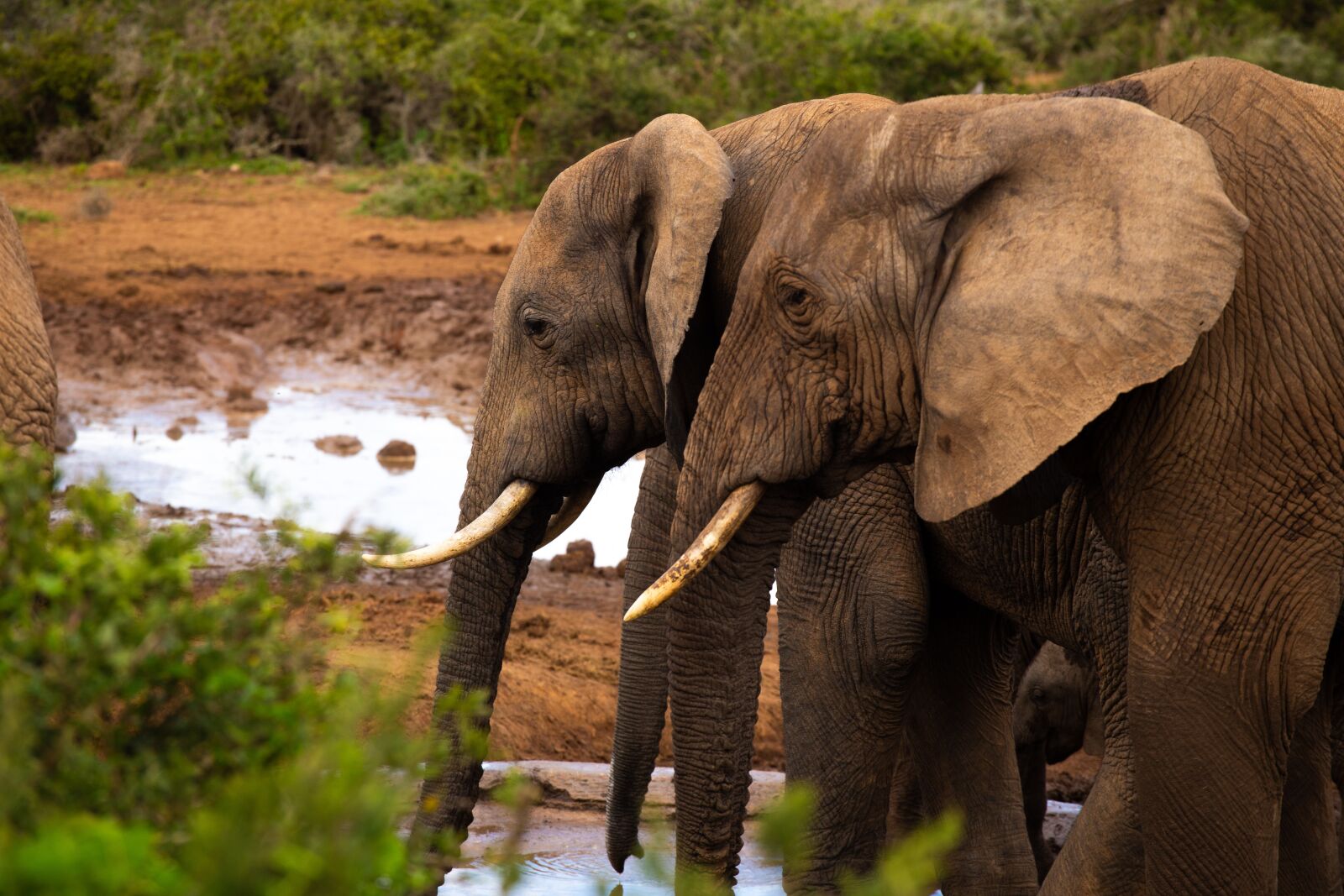 Canon EOS 6D sample photo. Elephants, addo elephant park photography