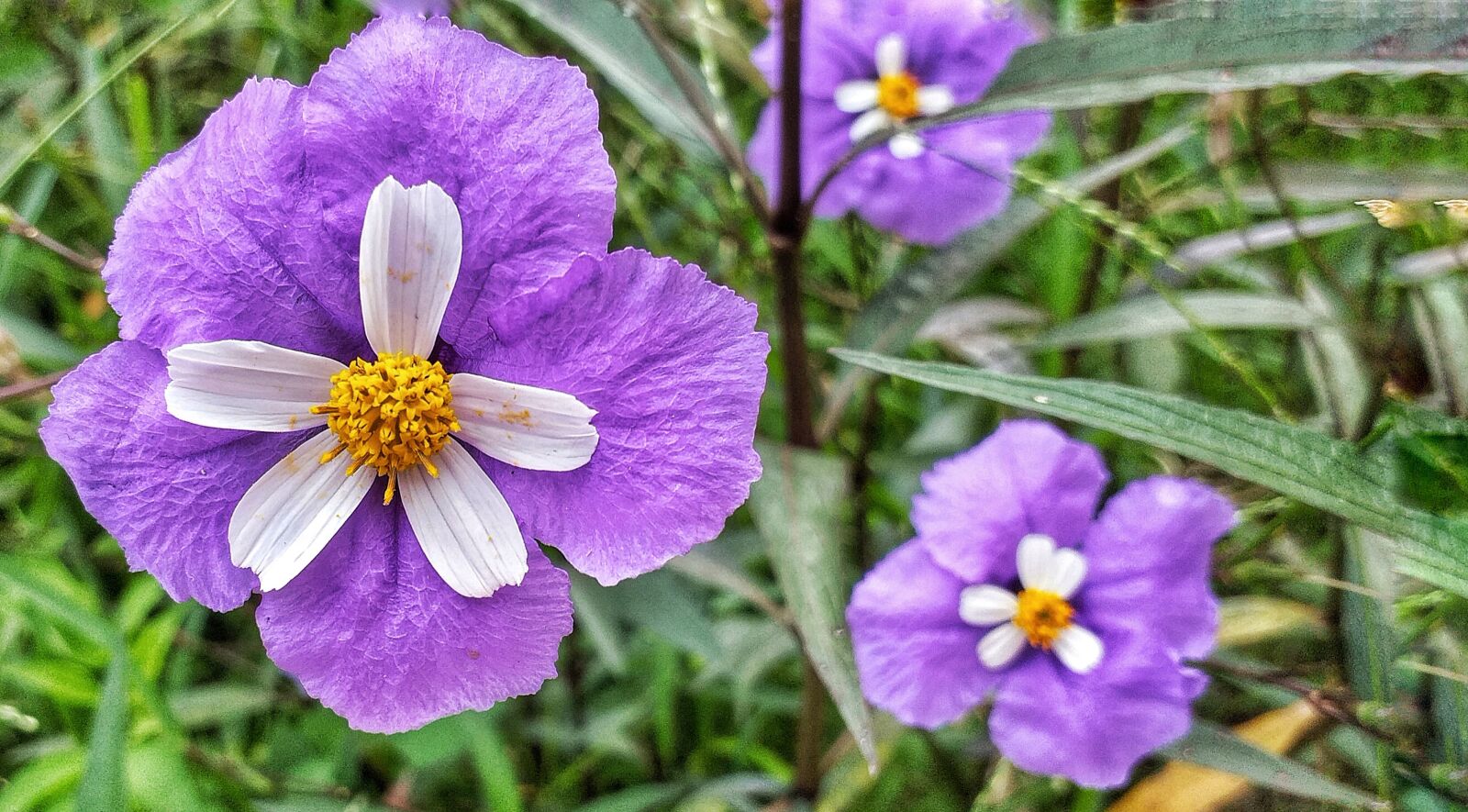 Samsung Galaxy J6+ sample photo. Flower, grass, purple photography