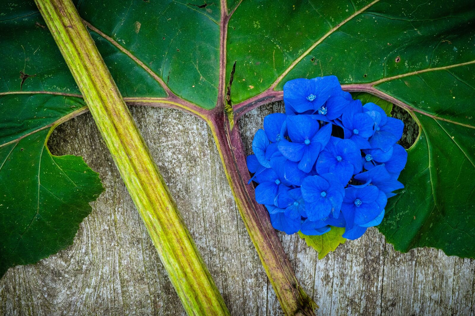 Fujifilm X-T2 sample photo. Blue, nature, flower photography