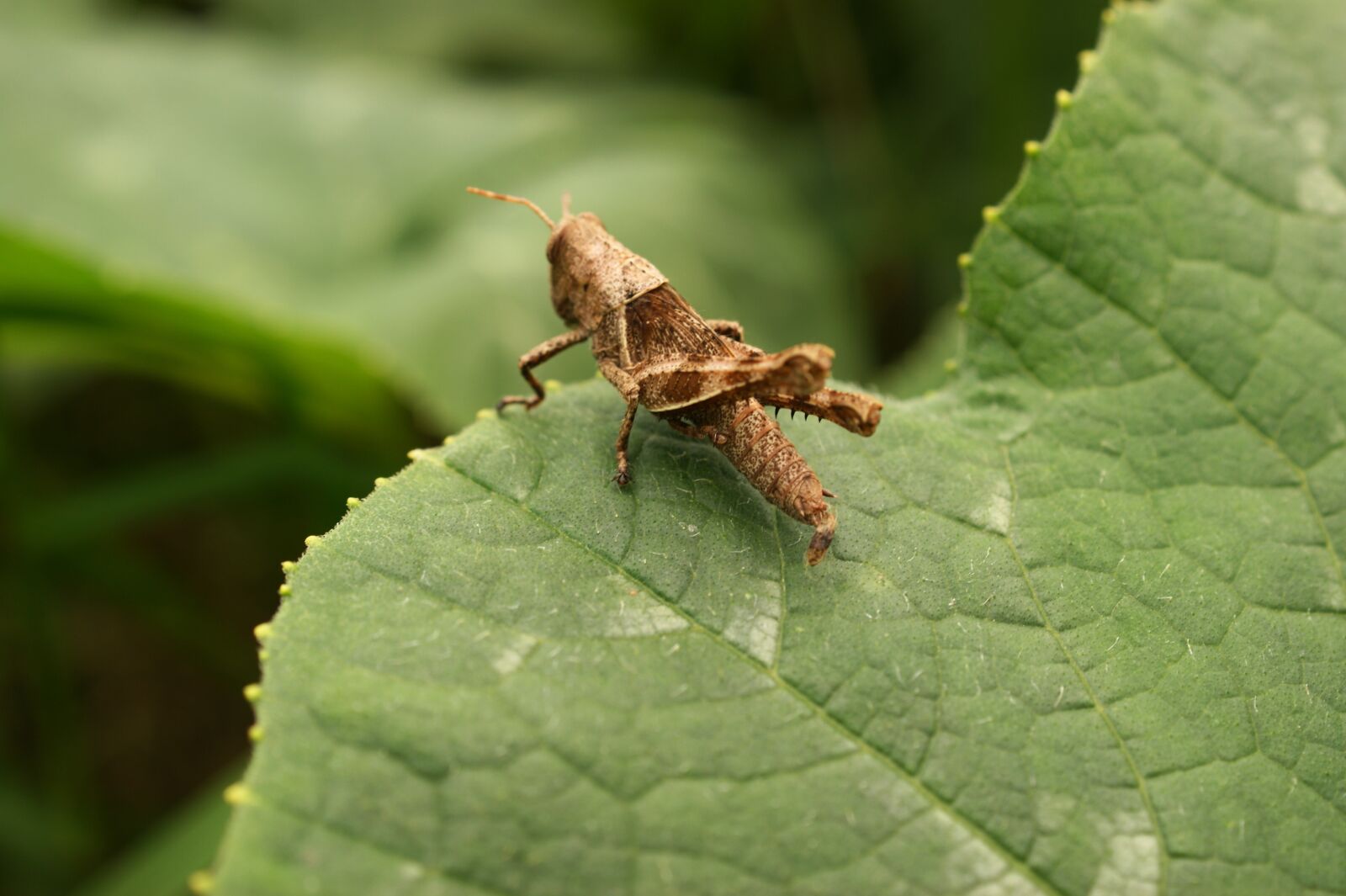 Sony Alpha DSLR-A390 sample photo. Insects, thebaid, quindio photography