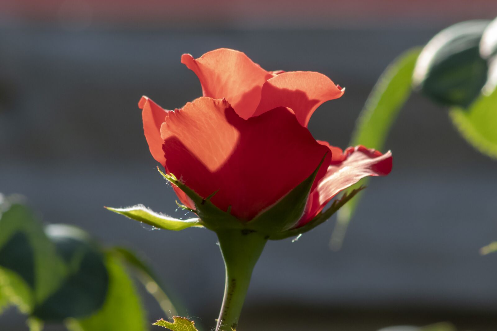Canon EF75-300mm f/4-5.6 sample photo. Rose, tea rose, flower photography