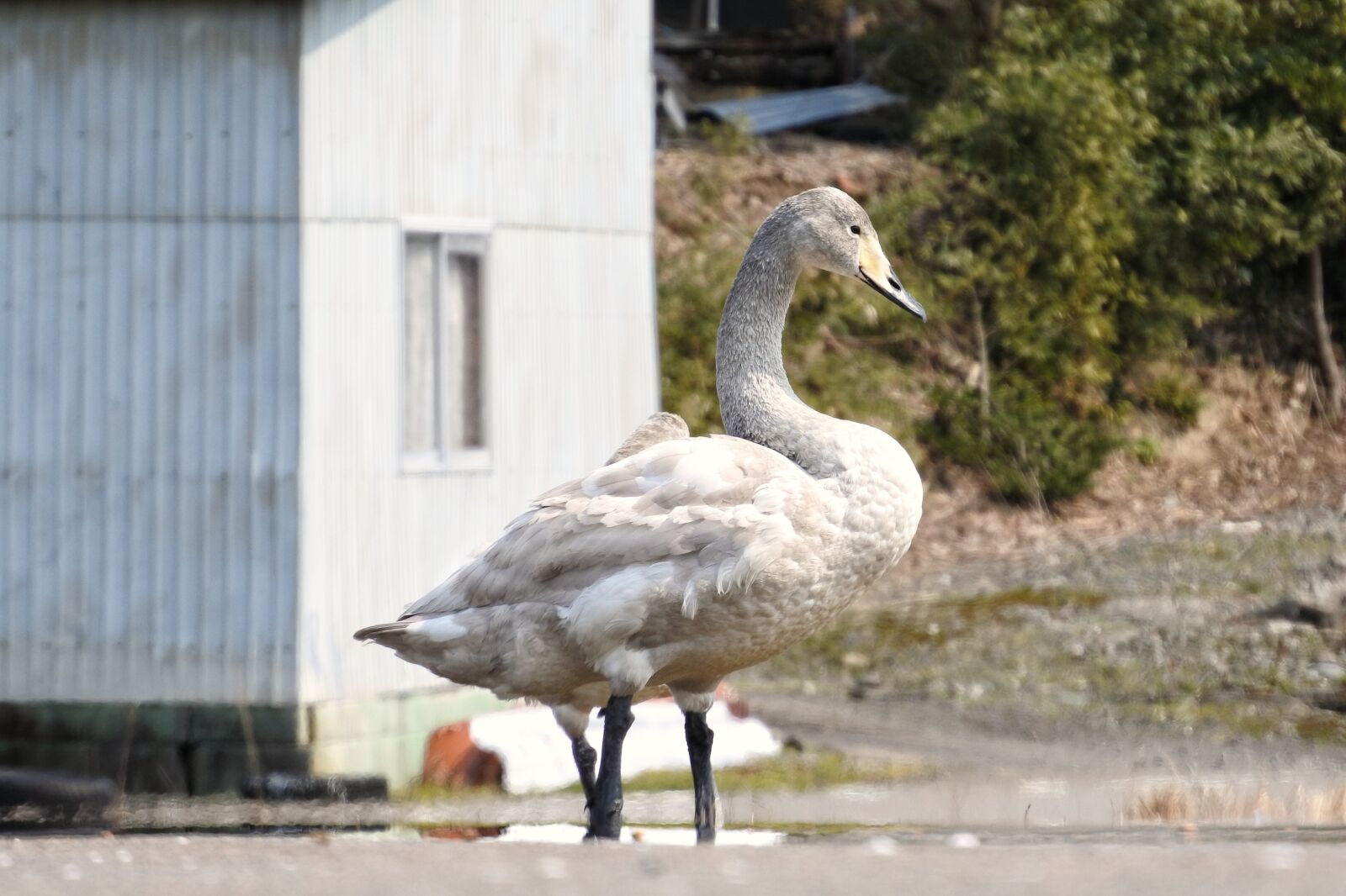 Nikon 1 Nikkor VR 30-110mm F3.8-5.6 sample photo. Animal, swan, video high photography