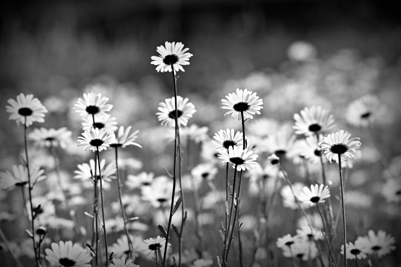 Nikon D750 sample photo. Ox eye daisy, flower photography