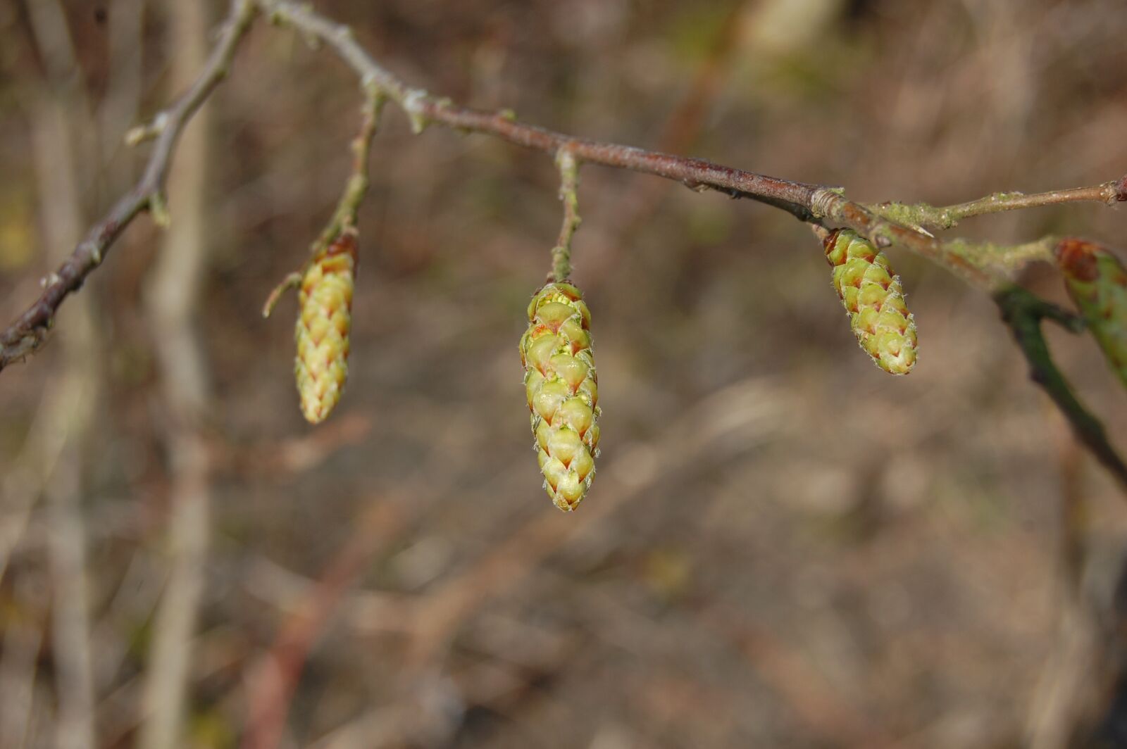Nikon D40 sample photo. Pinecone, bud, nature photography