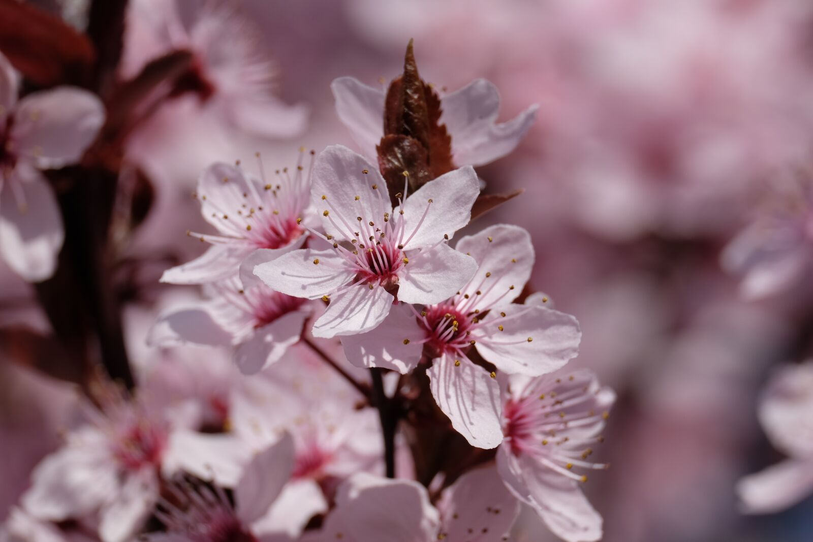 Fujifilm XF 55-200mm F3.5-4.8 R LM OIS sample photo. Flower, apple, spring photography