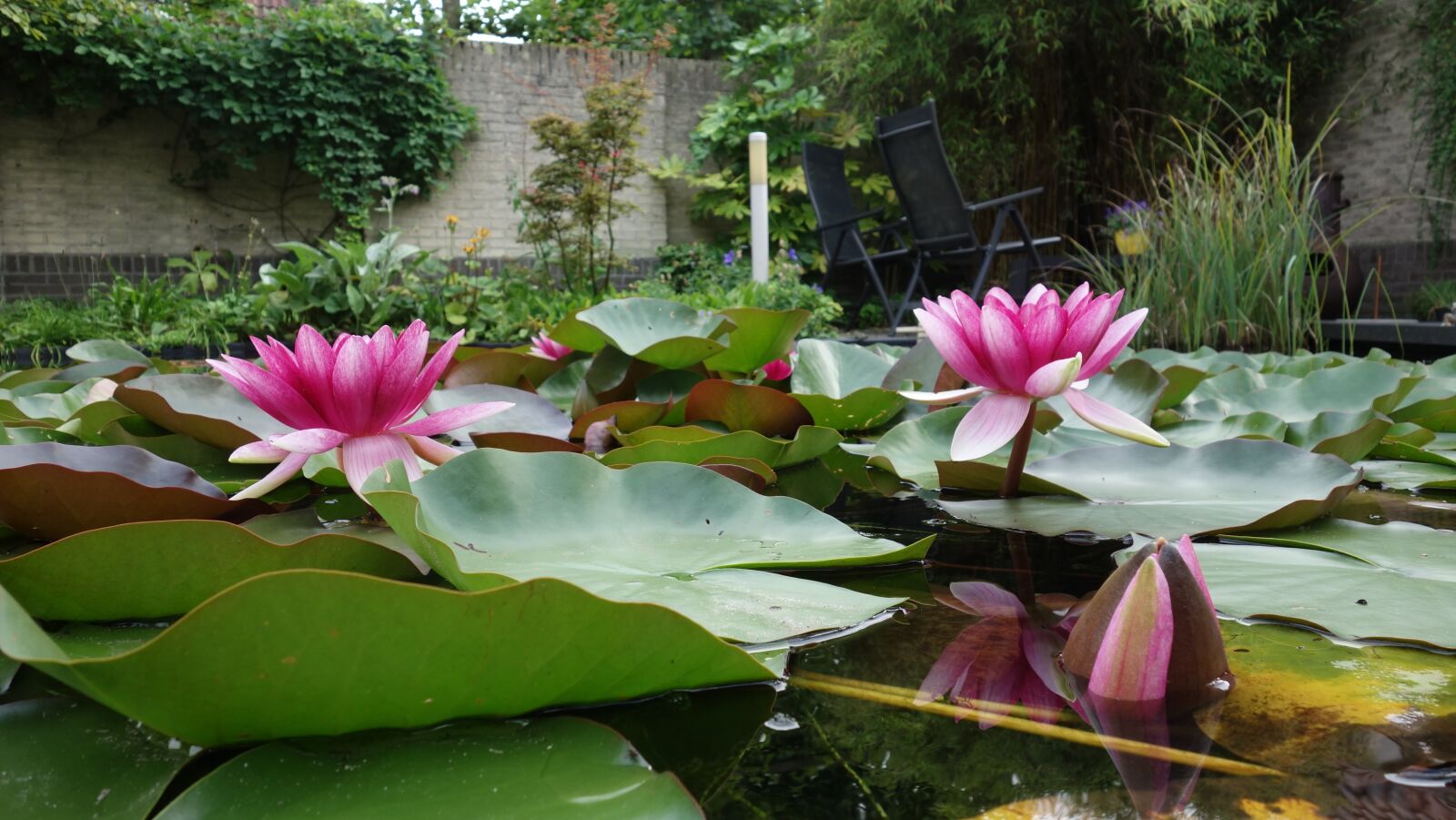 Sony Cyber-shot DSC-RX100 sample photo. Water lily, pond, water photography