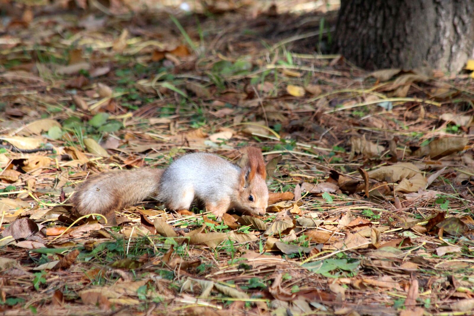 Canon EOS 650D (EOS Rebel T4i / EOS Kiss X6i) sample photo. Squirrel, red squirrel, autumn photography