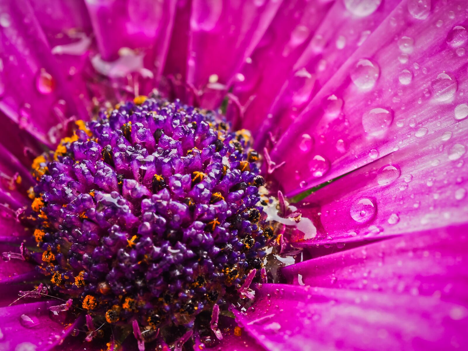 Olympus OM-D E-M10 sample photo. Cape basket, flower, composites photography