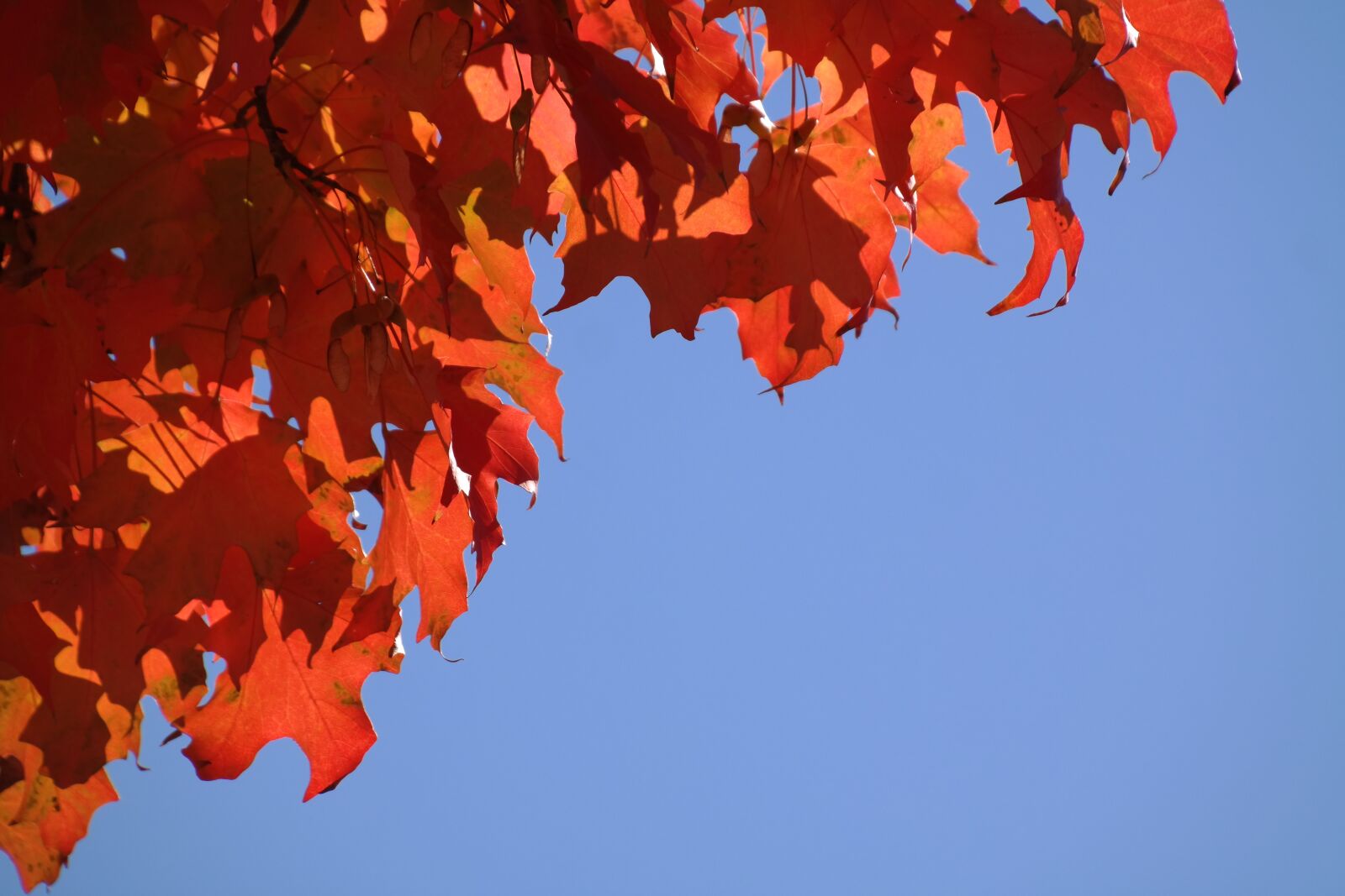 Samsung NX300 sample photo. Autumn, red, leaves photography