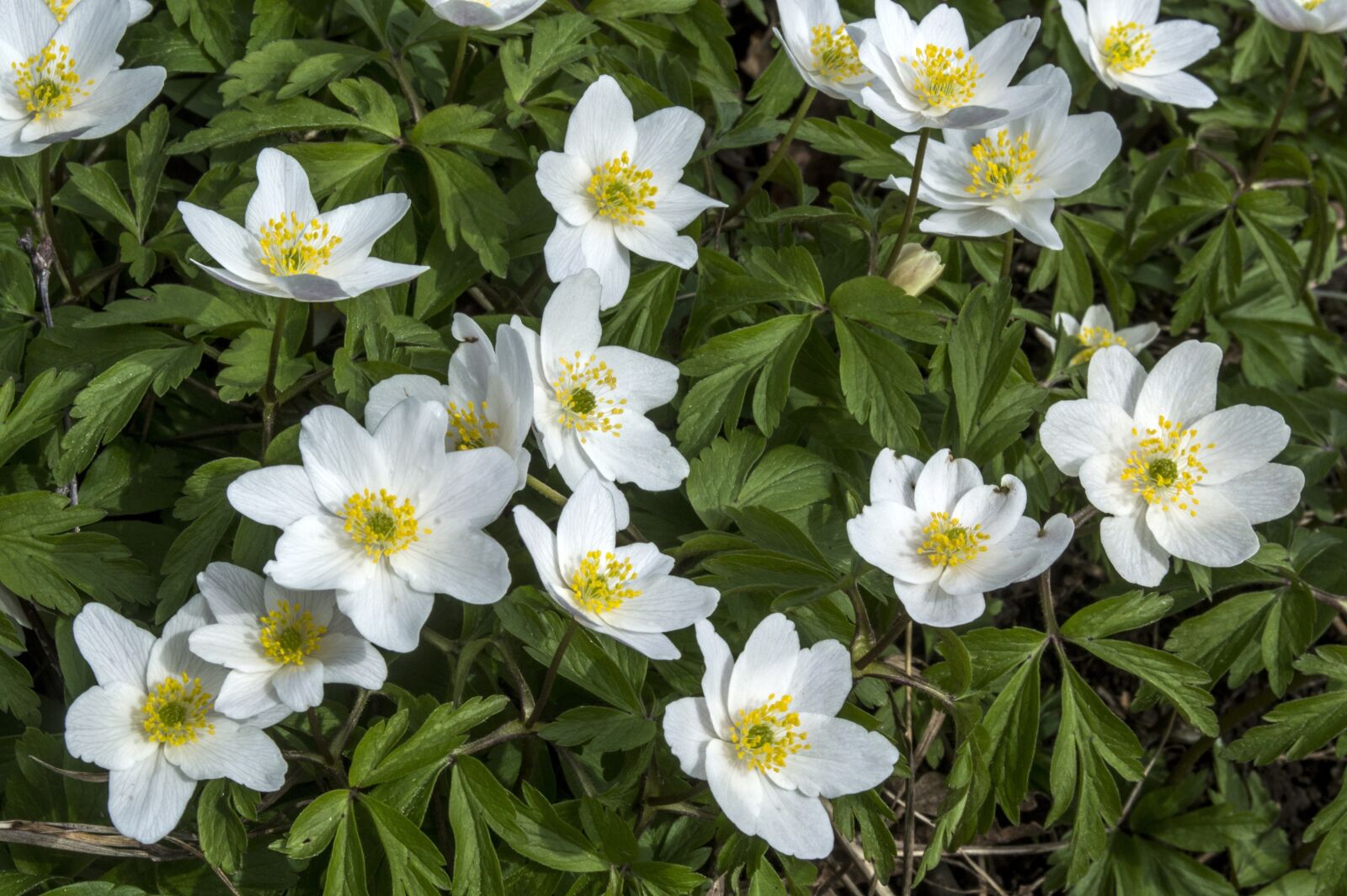 Nikon D3200 sample photo. Woodanemone, spring, nature photography