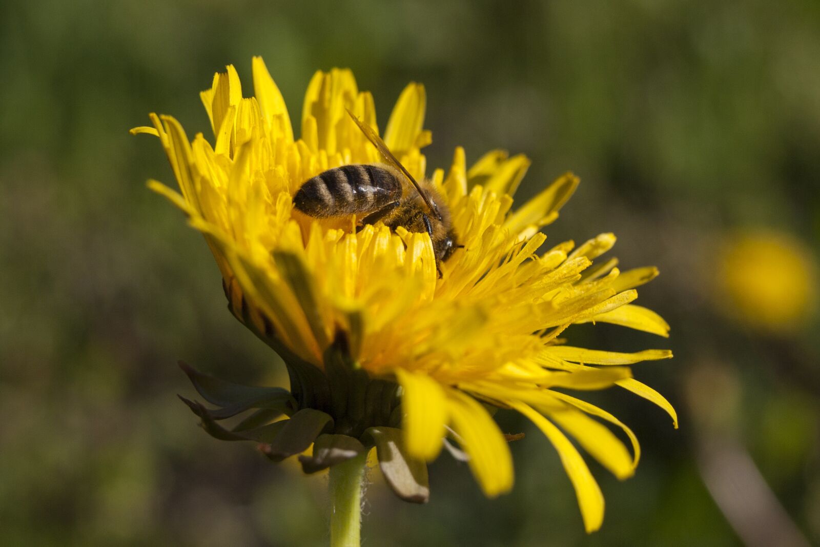 Olympus E-510 (EVOLT E-510) sample photo. Flower, bee, pollen photography