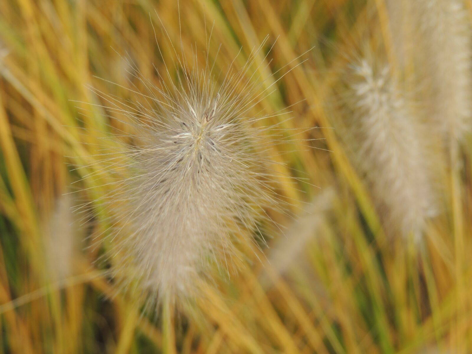 Nikon Coolpix P510 sample photo. Grass, threads, halme photography
