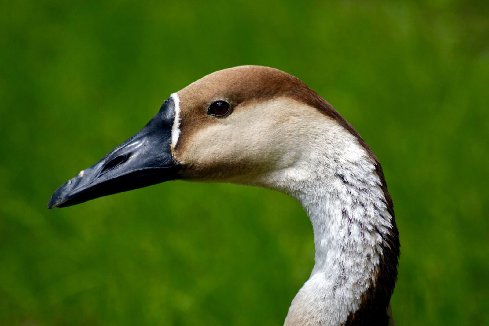 Nikon D3300 sample photo. Swan goose, bird head photography