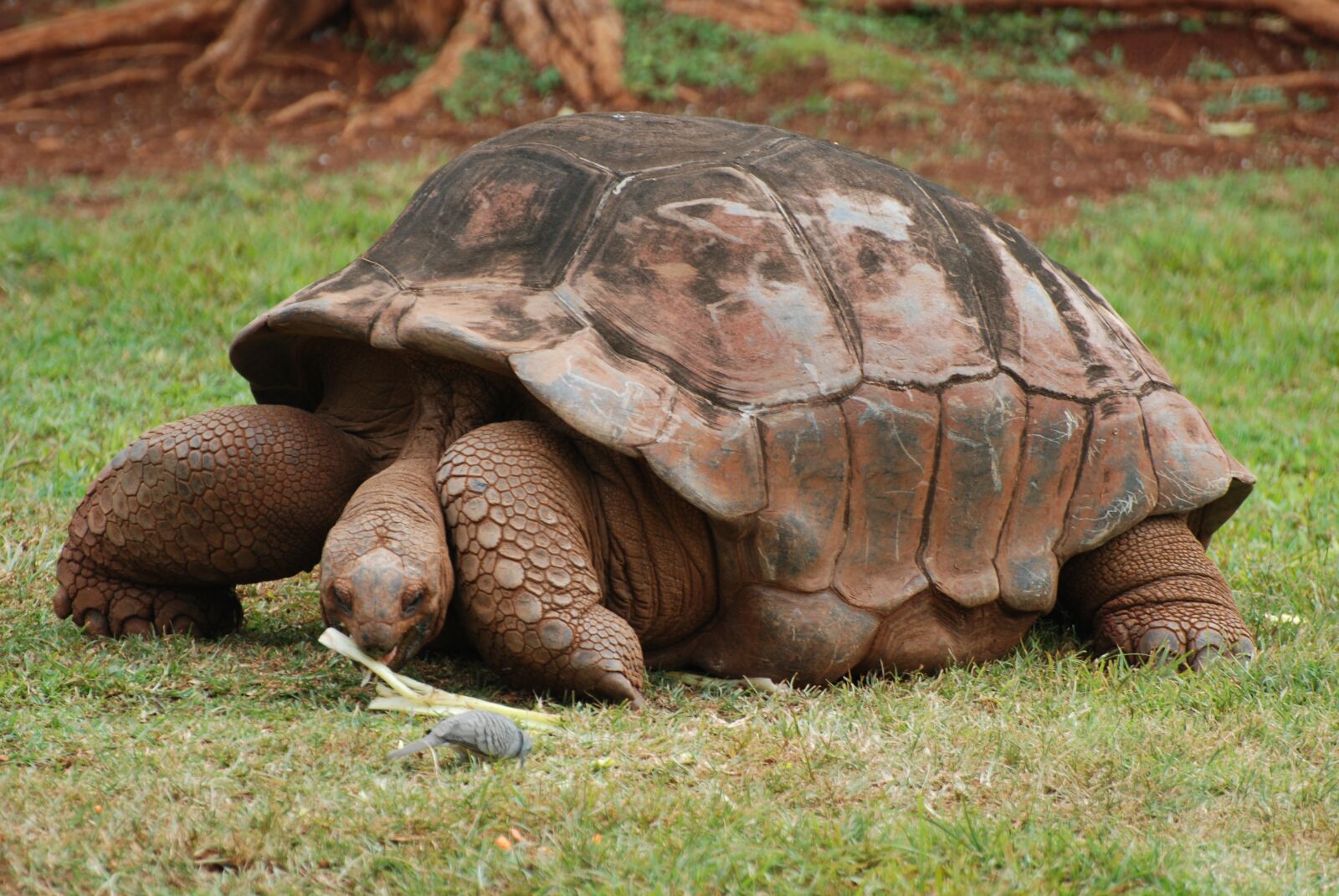 Nikon D80 sample photo. Animal, tortoise, land turtle photography