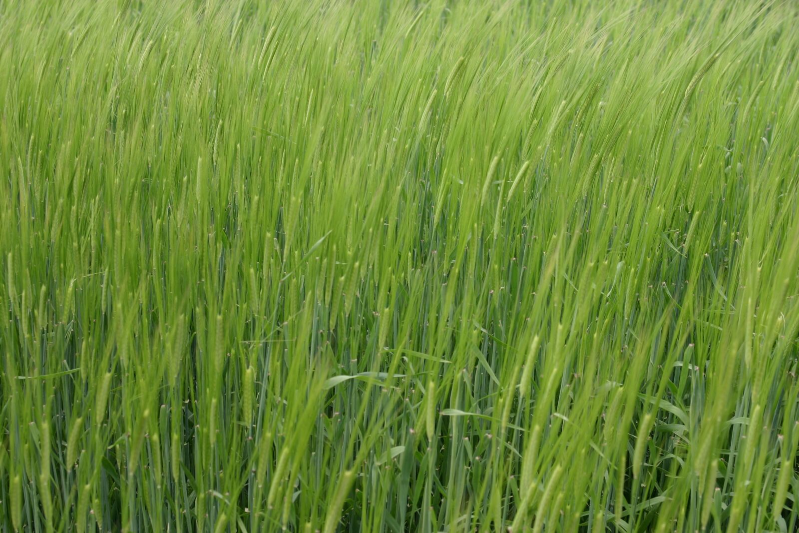 Canon EOS 300D (EOS Digital Rebel / EOS Kiss Digital) sample photo. Barley, spring, may photography