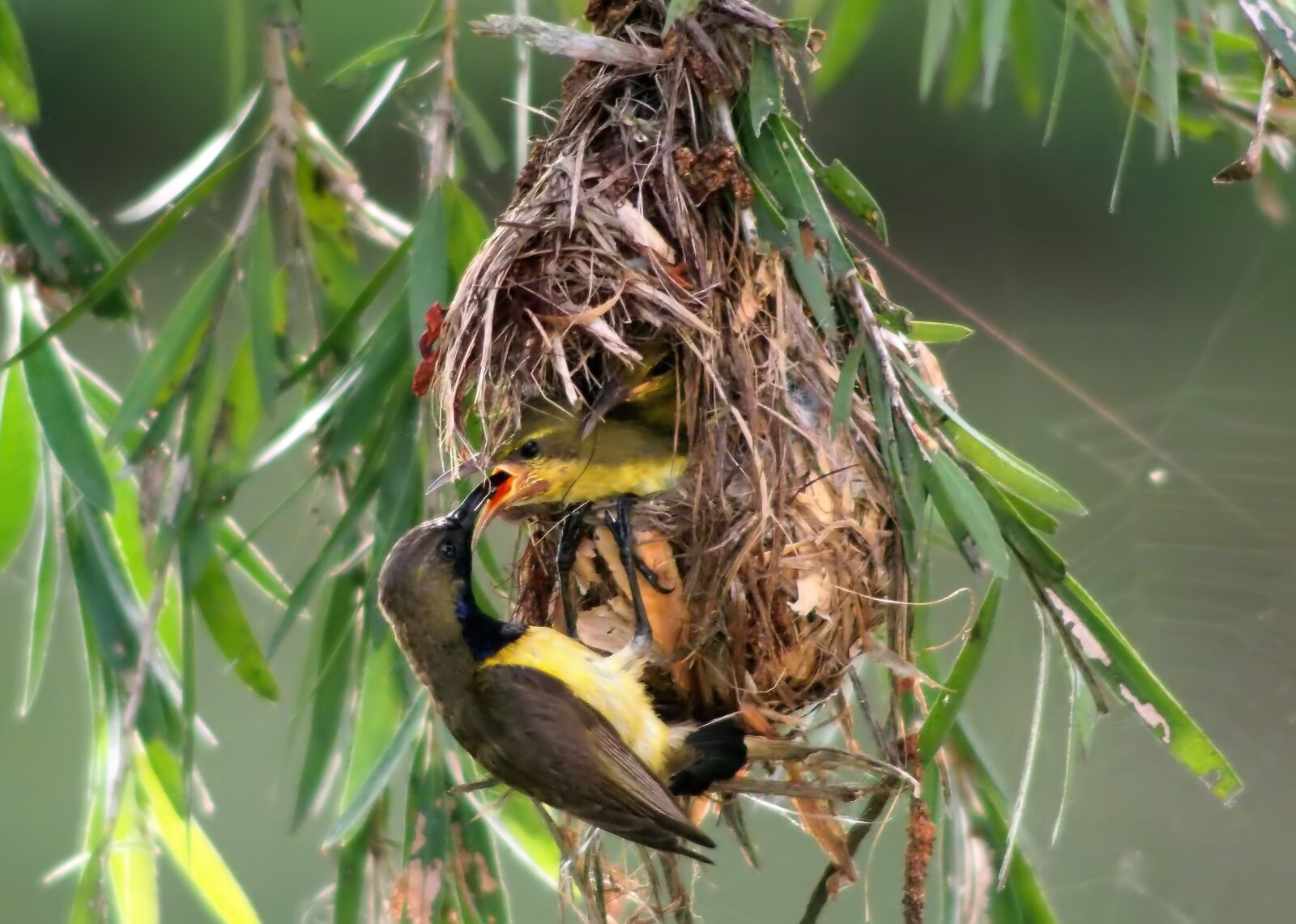 Olympus OM-D E-M1 sample photo. Olive-back sunbird feeding chick photography