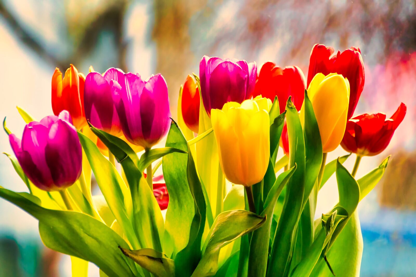 Sony SLT-A58 sample photo. Tulips, flowers, spring photography
