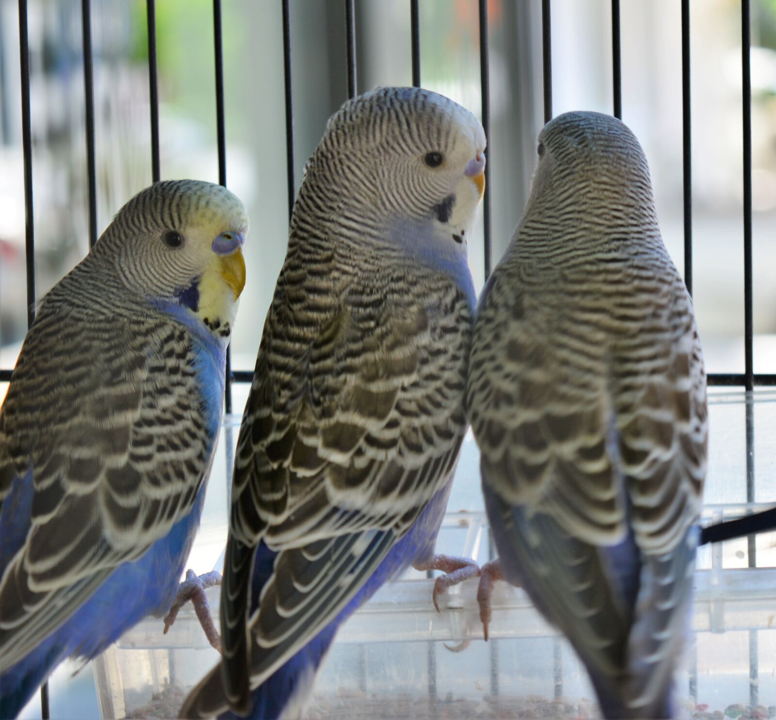 Nikon D5200 sample photo. Parakeet, pet, bird cage photography