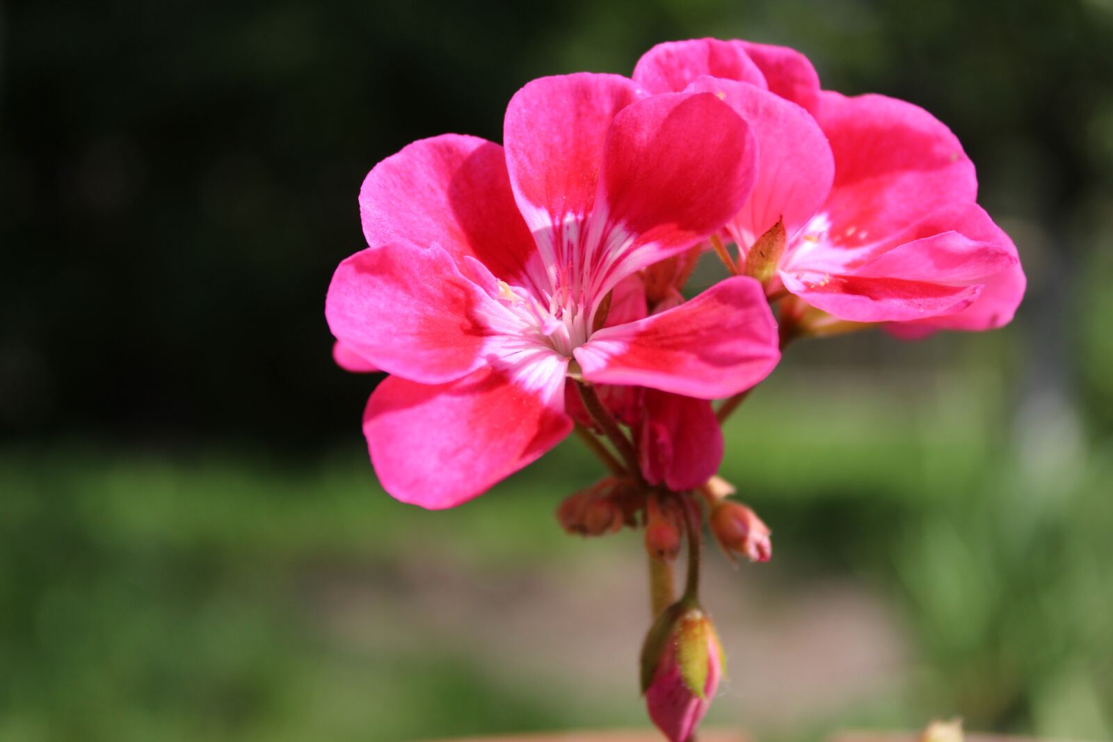 Canon EOS 1300D (EOS Rebel T6 / EOS Kiss X80) sample photo. Flower, the petals, plant photography