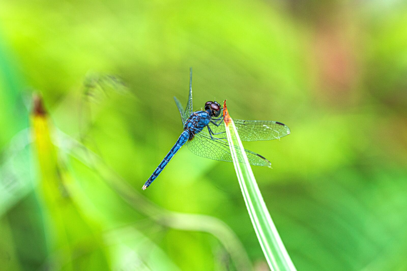 DT 135mm F2 SAM sample photo. Dragonfly, green, insect photography