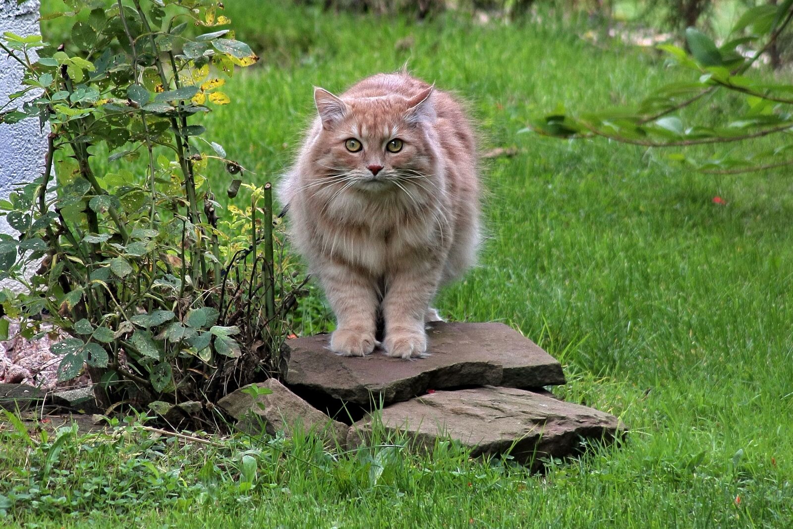 Canon EOS 40D sample photo. Cat, pet, animal world photography