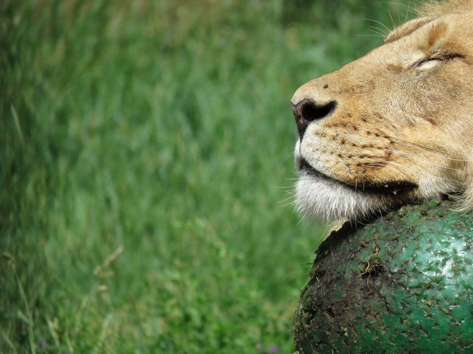 Canon PowerShot SX60 HS sample photo. Lion, calgary, zoo photography