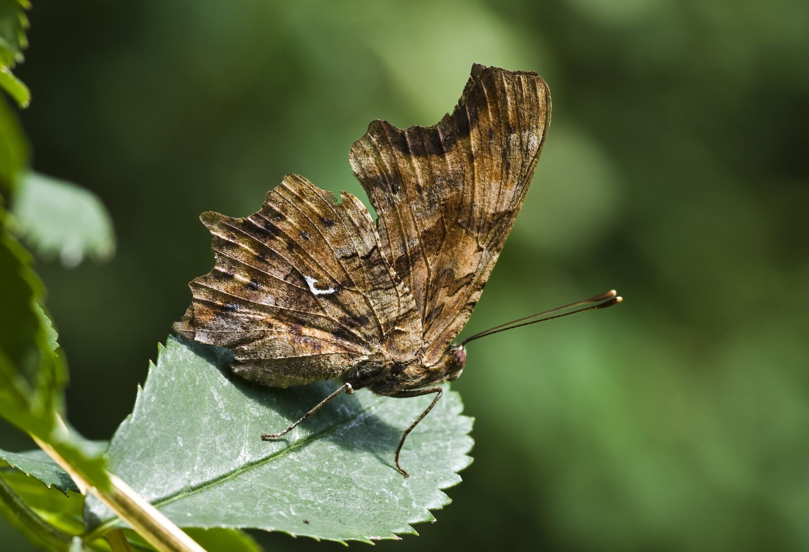 Pentax K-30 sample photo. Butterfly, c-fox, c falter photography