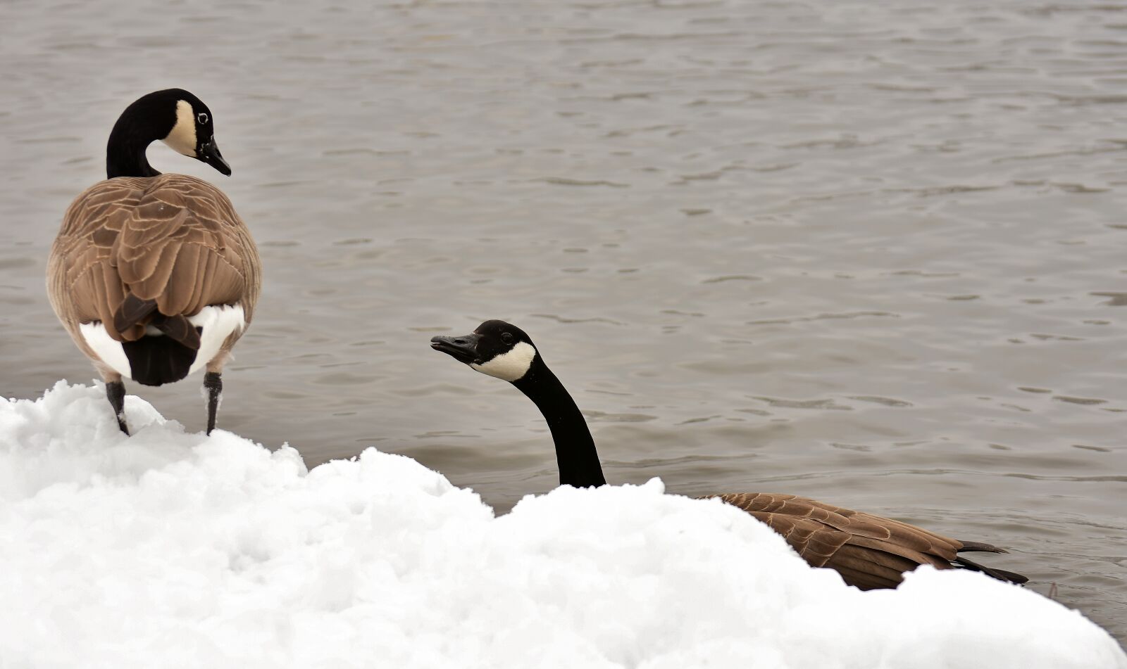 Nikon D7200 sample photo. Geese, waterfowl, poultry photography