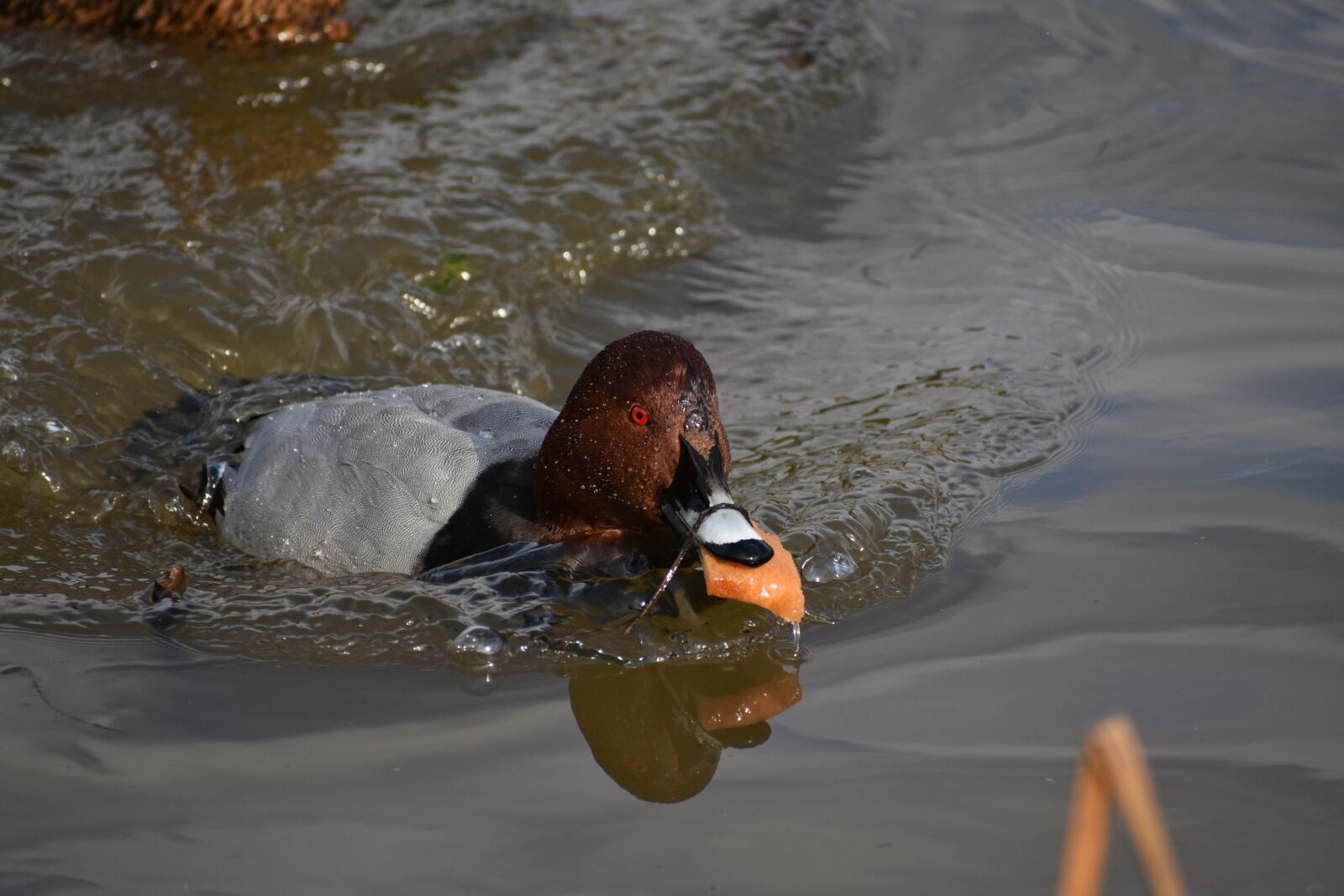 Nikon D7200 sample photo. Animal, lake, waterside photography