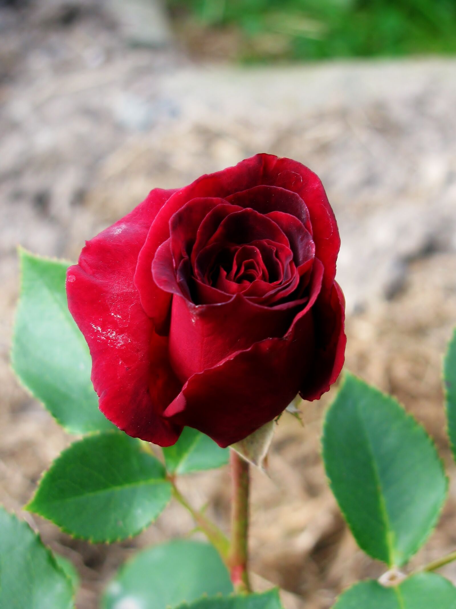 Canon PowerShot SX110 IS sample photo. "Garden, nature, rose" photography