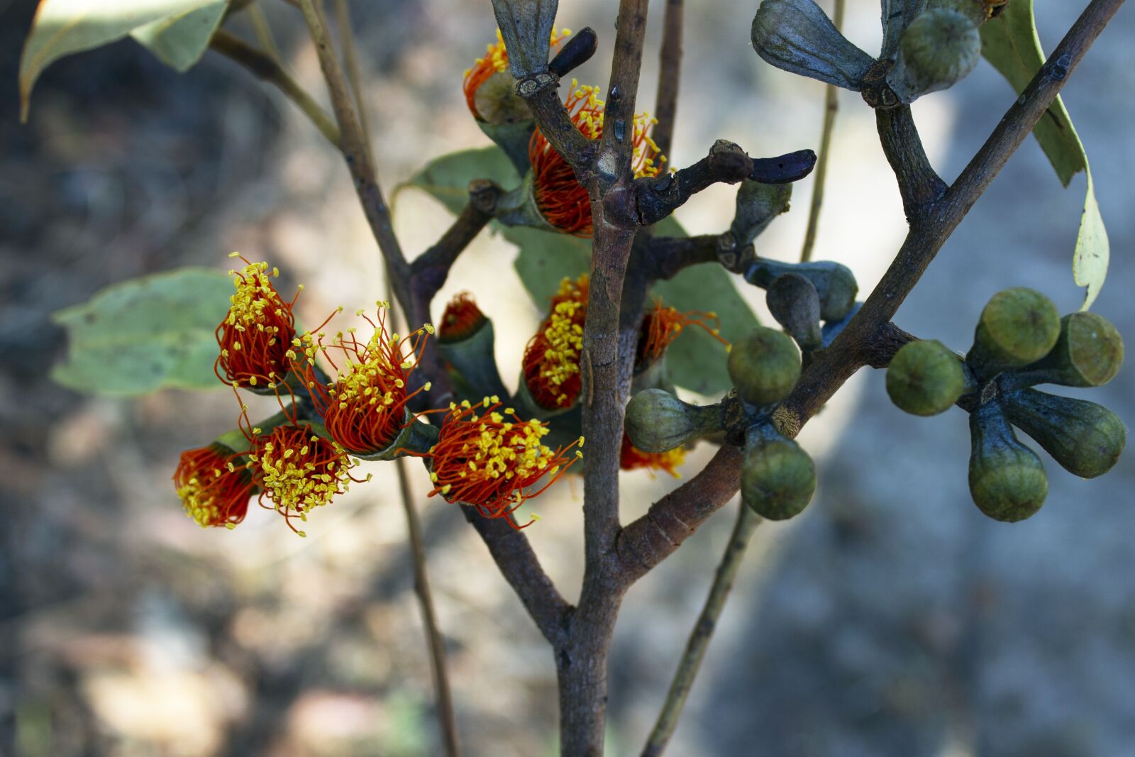 Canon EOS 1100D (EOS Rebel T3 / EOS Kiss X50) sample photo. Nature, plants, outback photography