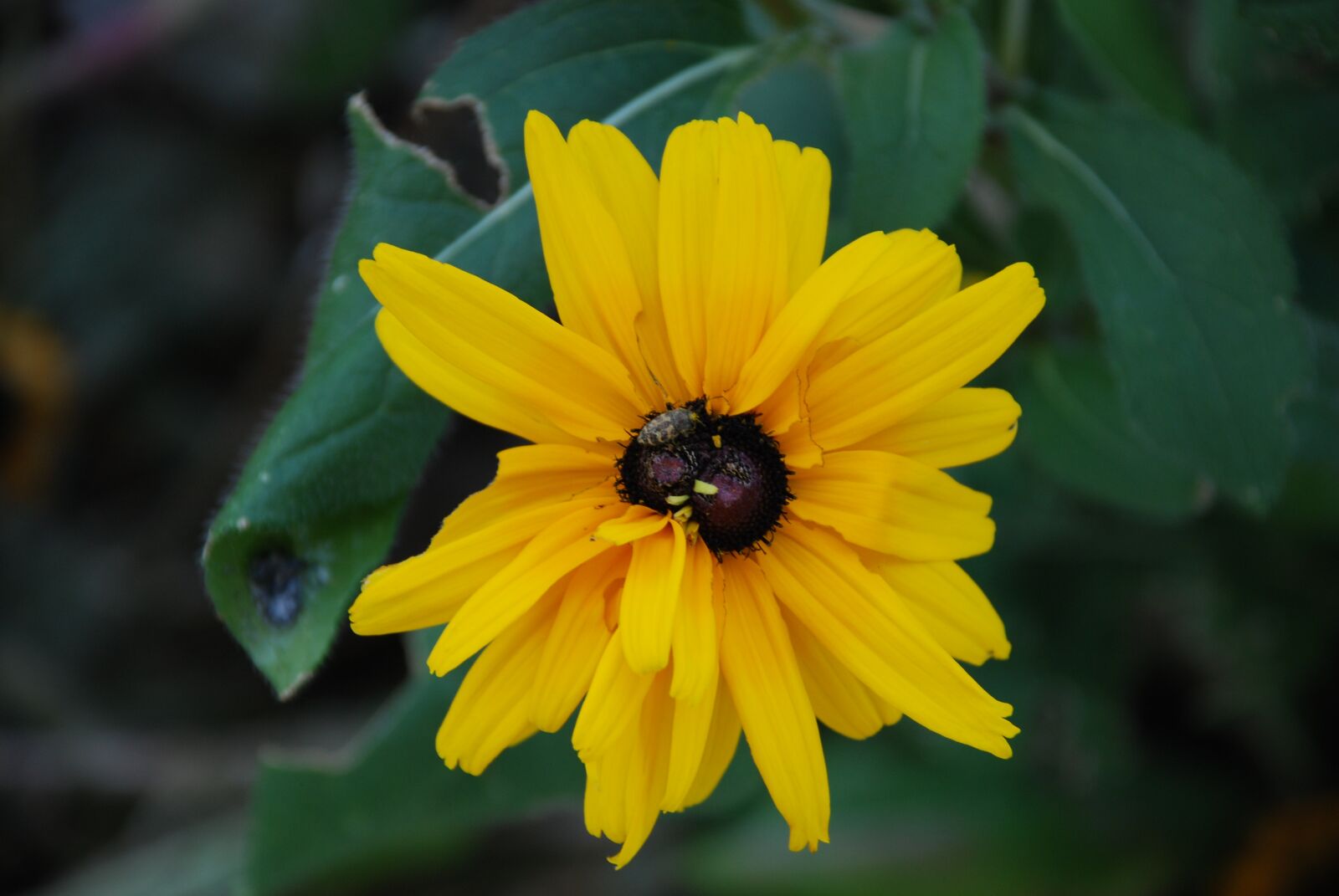 Nikon D80 sample photo. Sunflower, yellow flower, yellow photography