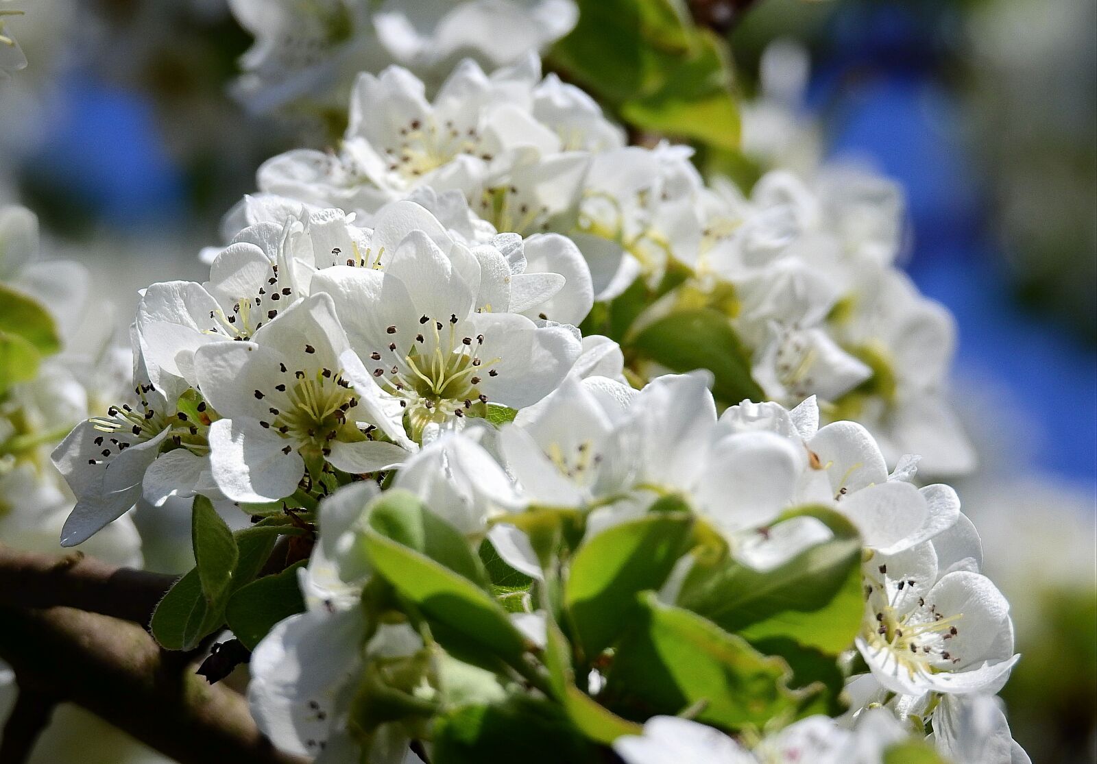 Nikon Coolpix P900 sample photo. Flowers, flowering, white photography