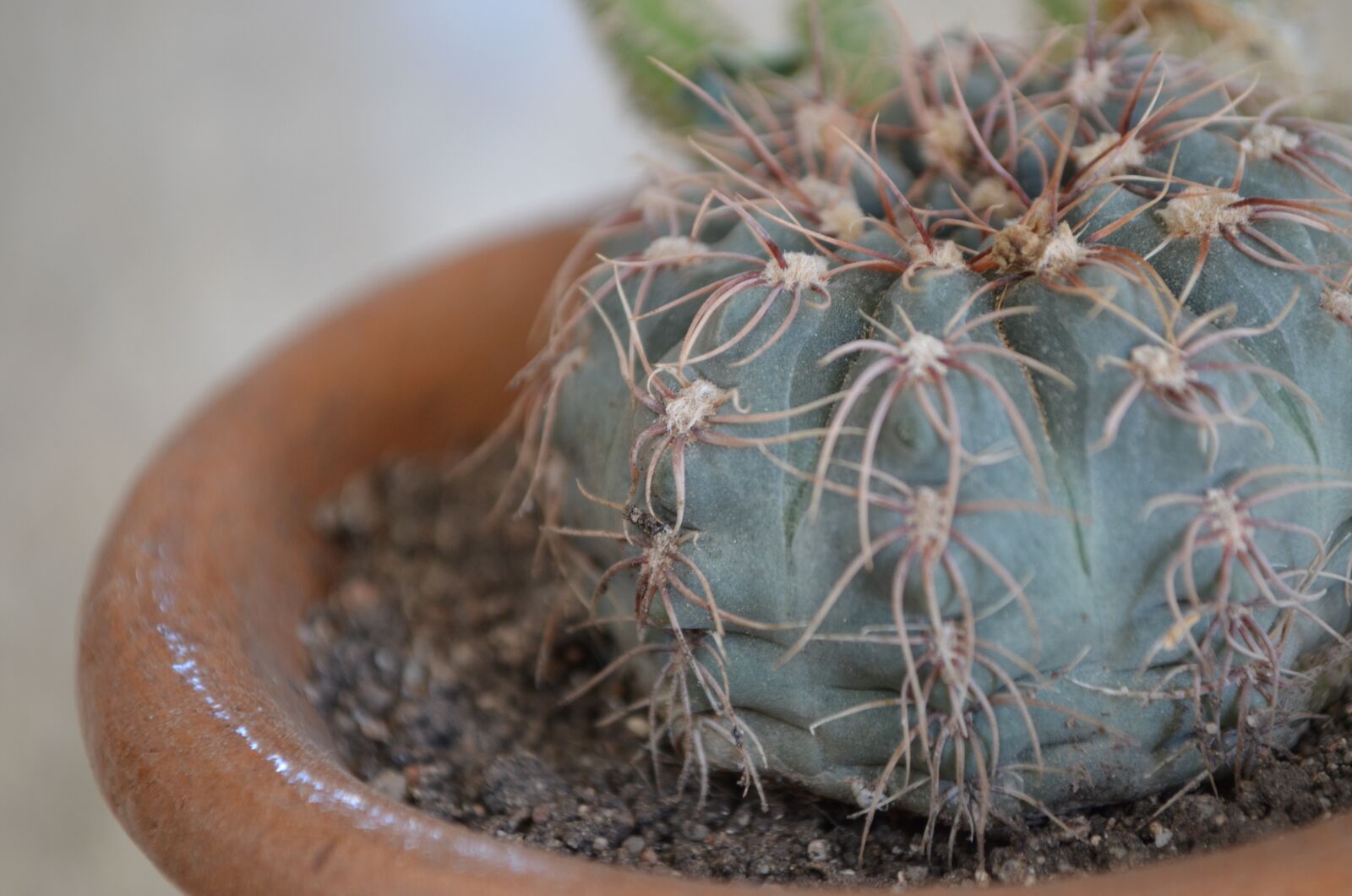 Nikon D5100 sample photo. Cactus, green, plant photography