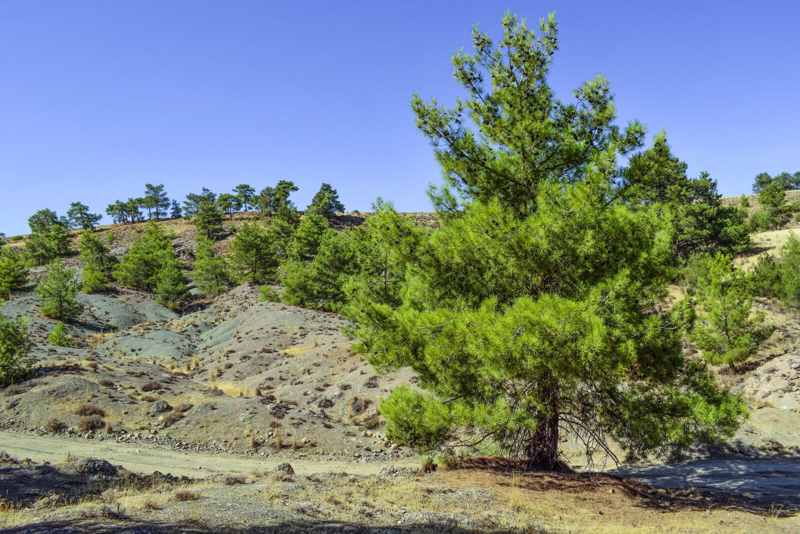 Nikon D3300 sample photo. Tree, forest, landscape photography