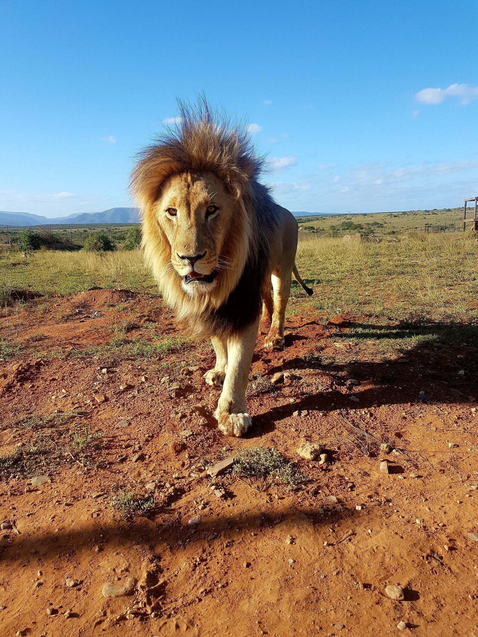 Samsung Galaxy S7 sample photo. Lion, south africa, mane photography