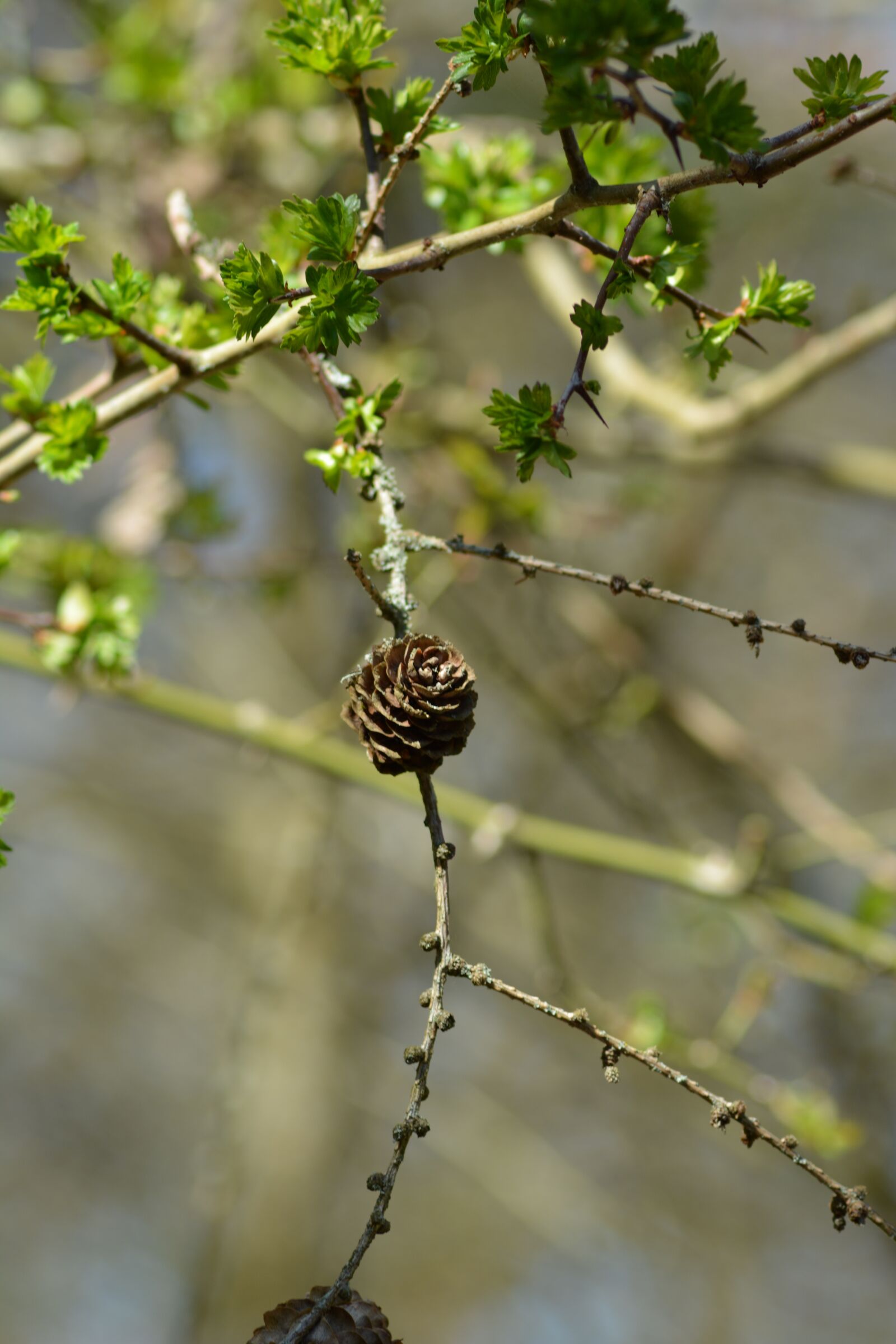 Nikon D5200 sample photo. Artichoke, pine cone, wood photography