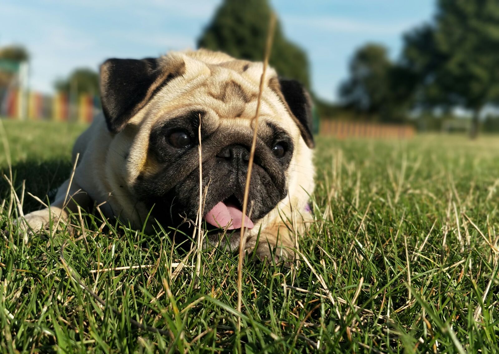 OnePlus 5 sample photo. Pug, pugs, dog photography