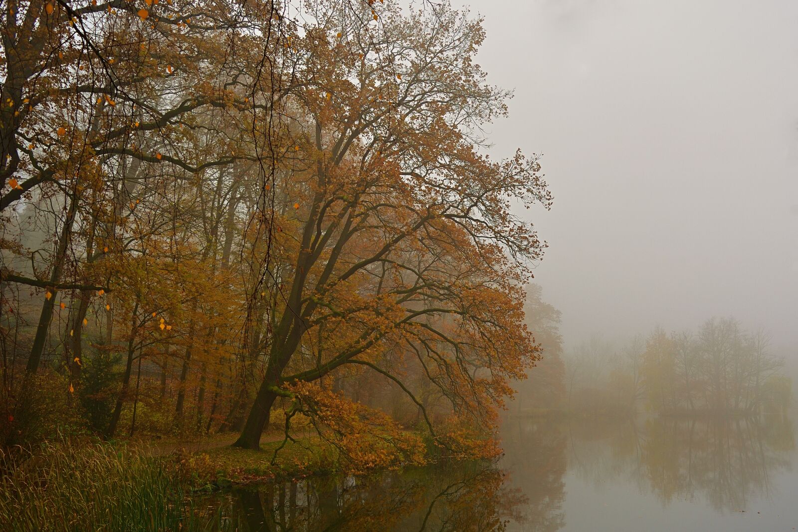 Nikon D5200 sample photo. Autumn, park, fog photography