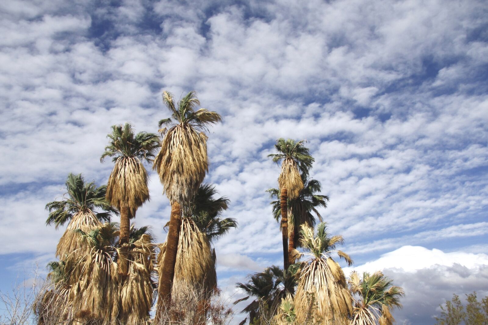 Canon EOS 550D (EOS Rebel T2i / EOS Kiss X4) sample photo. Fan palm trees, oasis photography