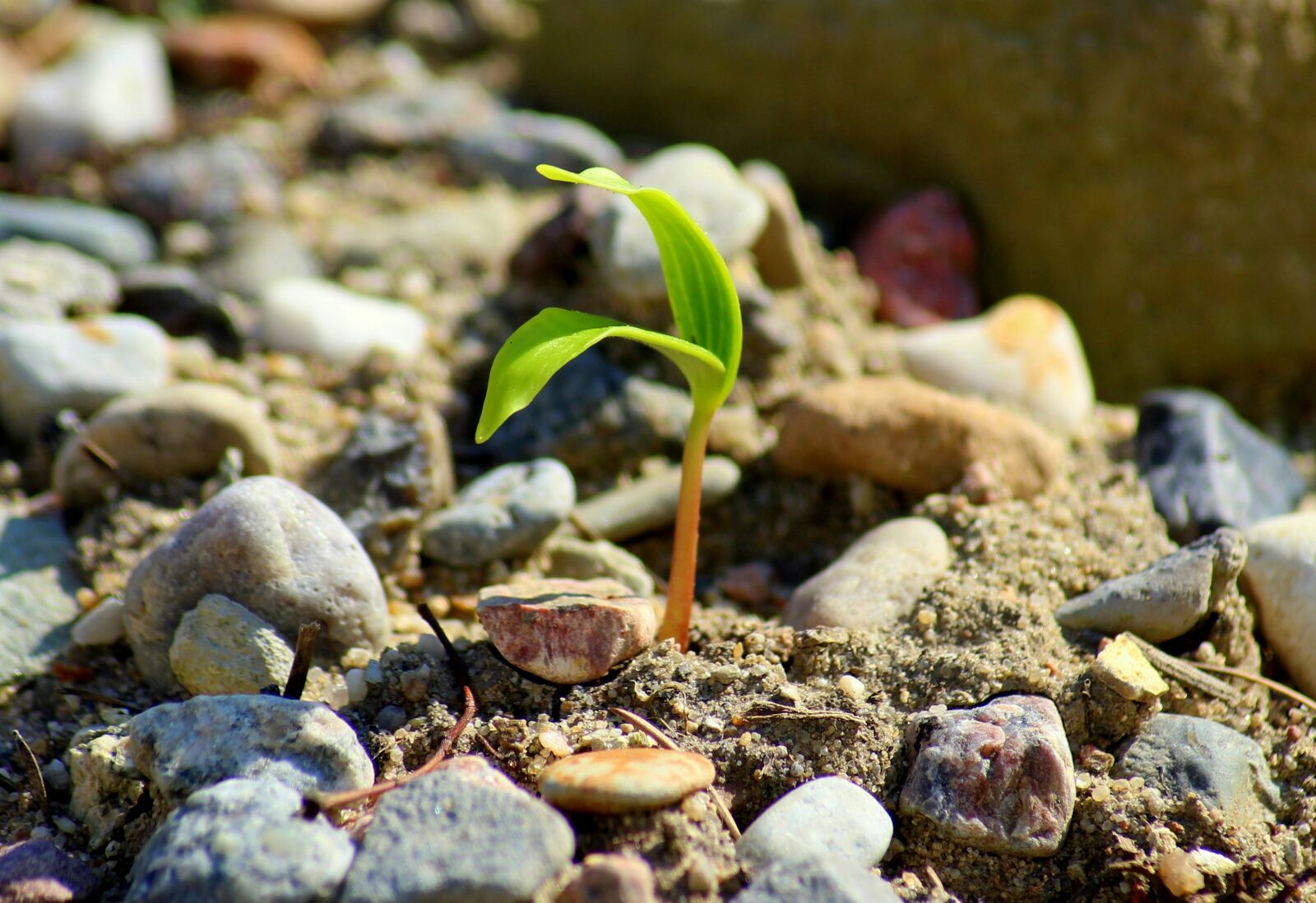 Canon EOS 1200D (EOS Rebel T5 / EOS Kiss X70 / EOS Hi) sample photo. Plant, growth, rostock photography