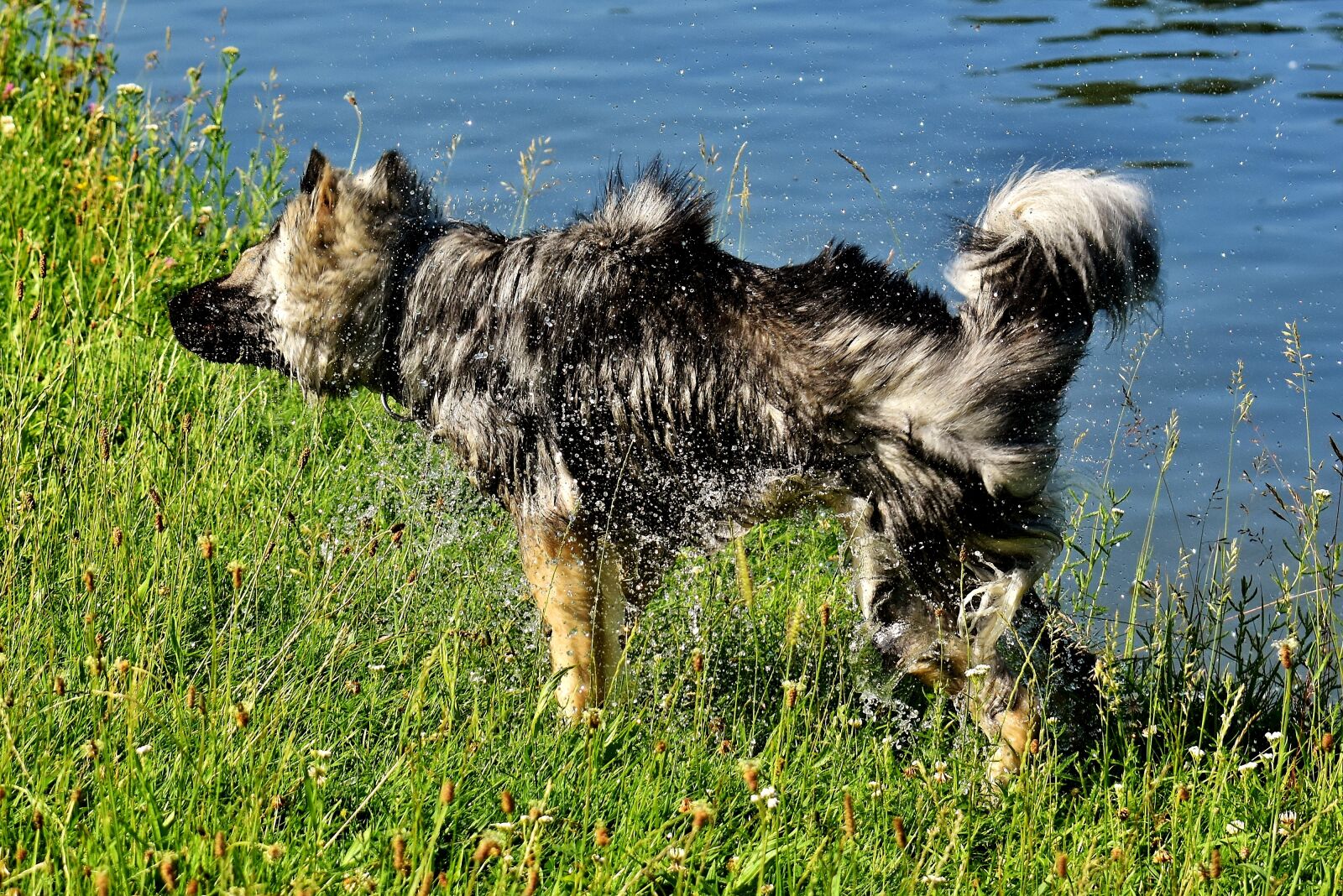 Nikon D7200 sample photo. Eurasians, wet, wet fur photography