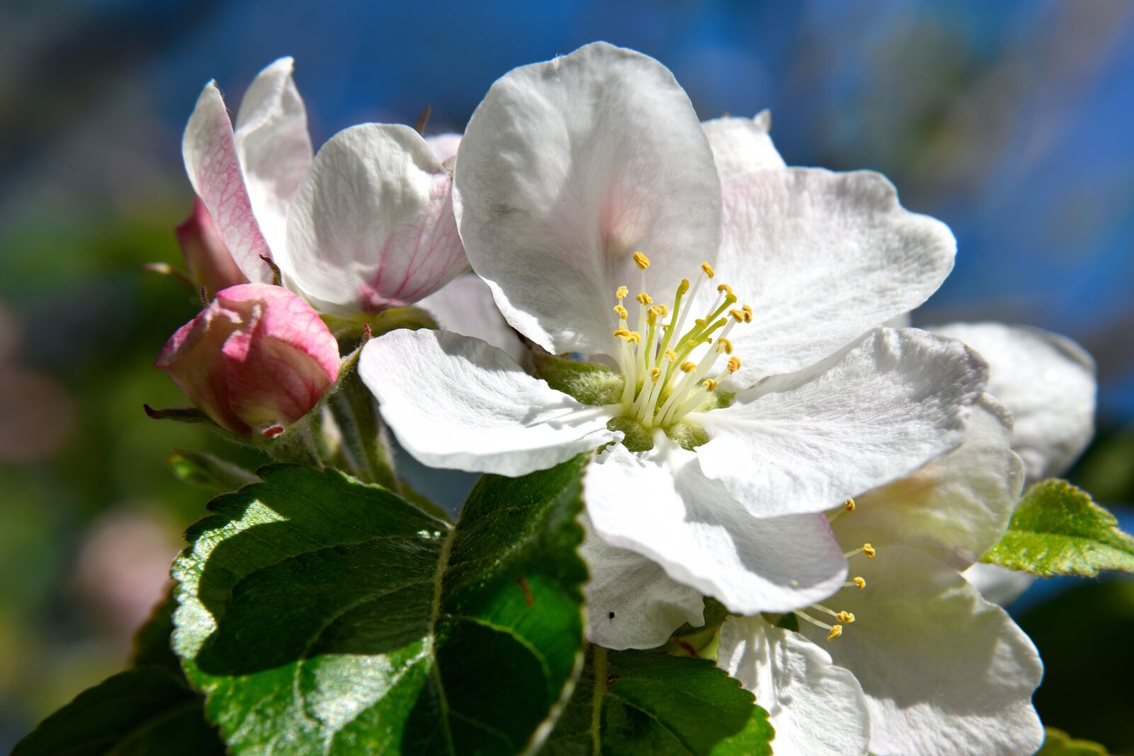 Nikon D5500 sample photo. Apple tree blossom, blossom photography