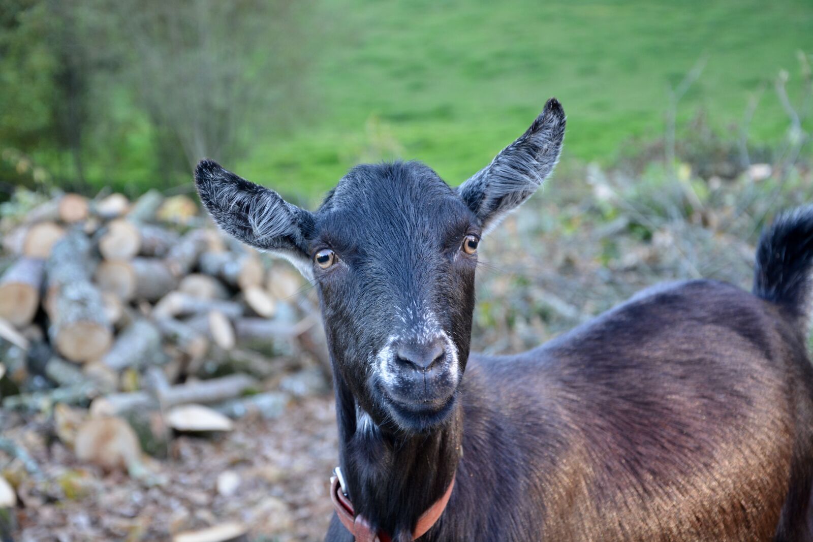 Nikon D5200 sample photo. Goat, goat nemo, goat photography