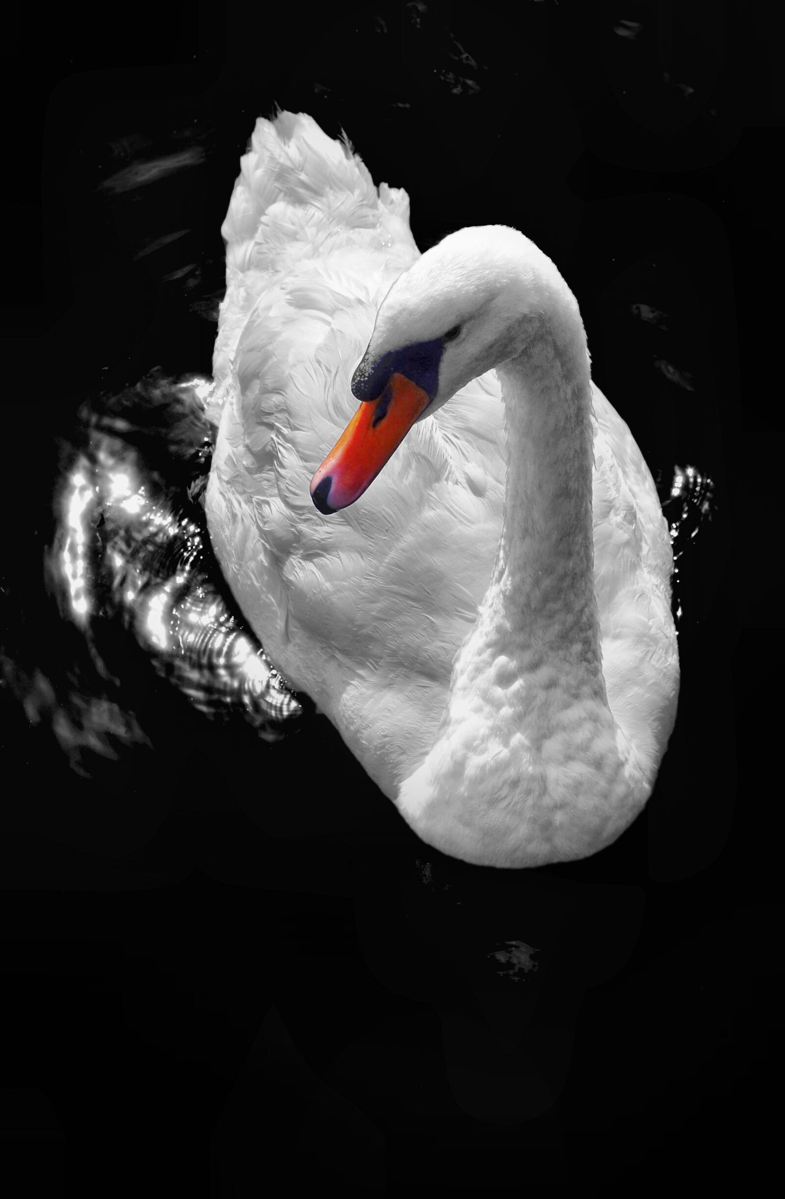 Nikon D5100 sample photo. Swan, water, white photography